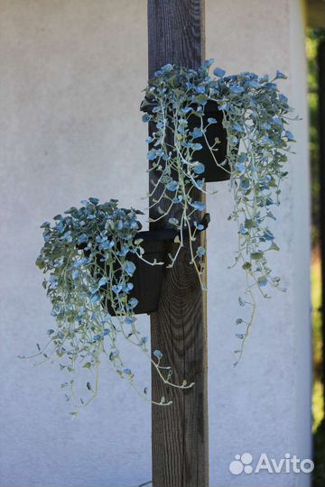 Уличные растения