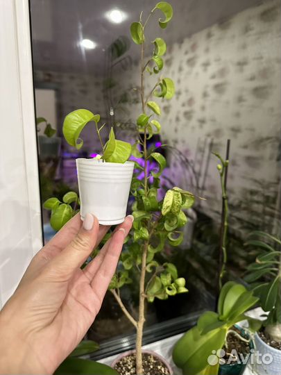 Фикус Букле