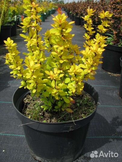 Барбарис Аурея