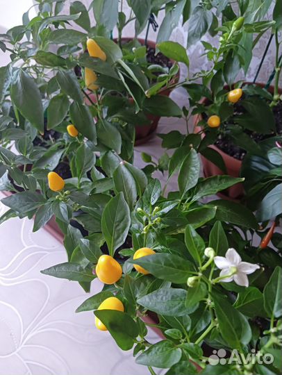 Горький перец