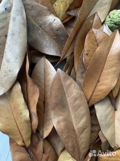 Листья магнолии