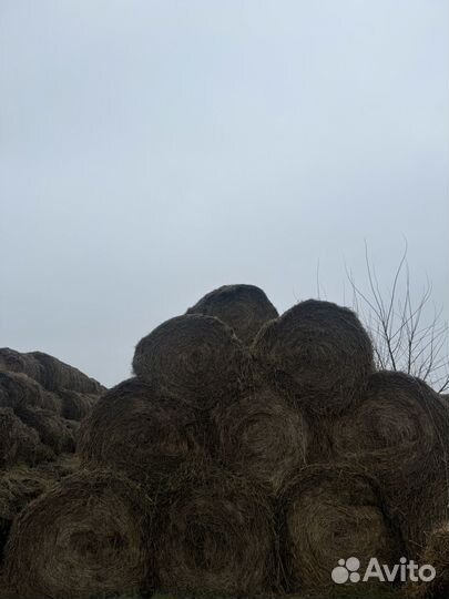 Солома в рулонах 2023