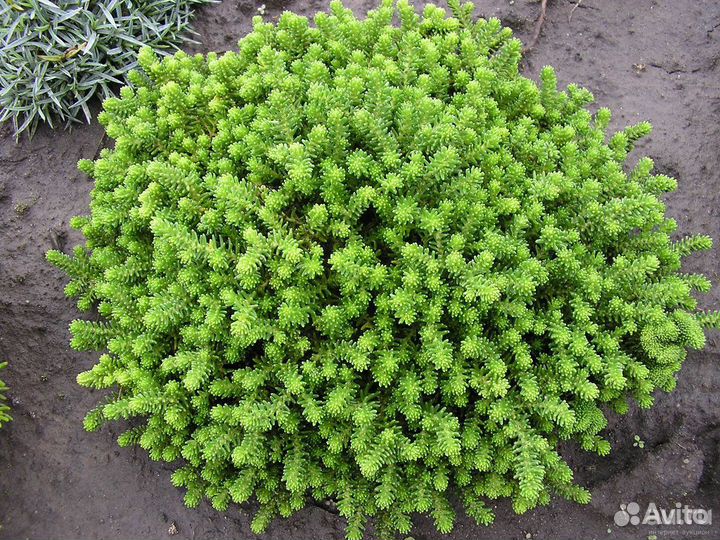 Декоративные почвопокровные растения