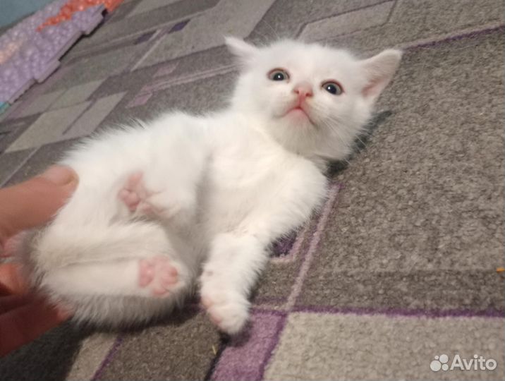 Отдам котят (мальчики)