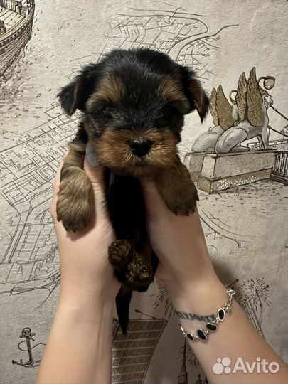 Йоркширский терьер