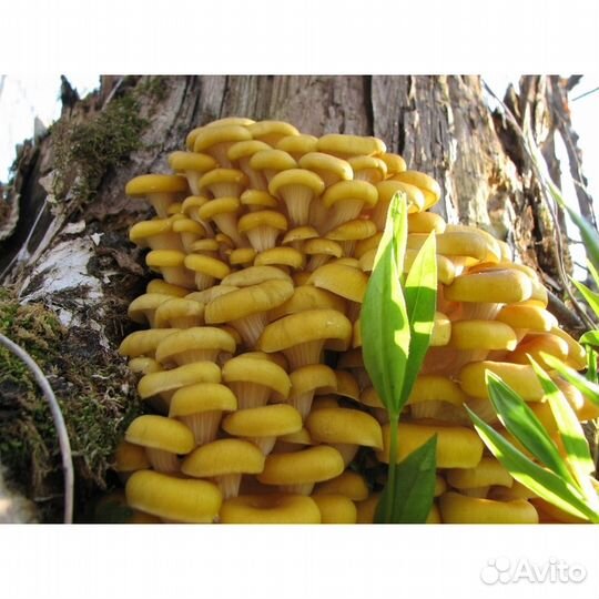 Вешенка лимонная