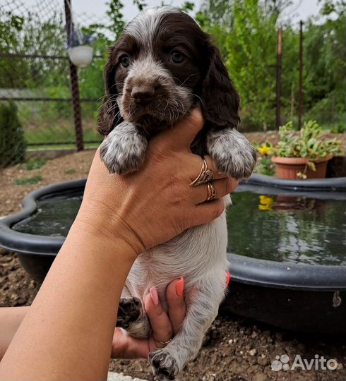 Шикарная девочка,спаниель