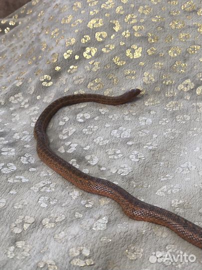 Узорчатый полоз