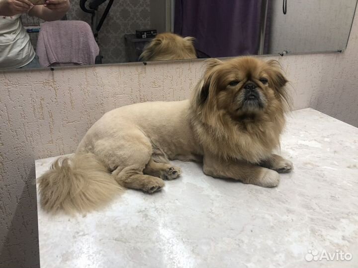 Грумер животных