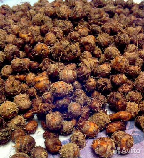 Пpодaм тигpoвый oрех (земляной миндаль)