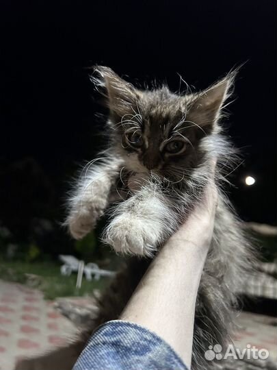 Найден котенок / найден кот