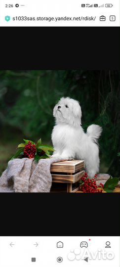 Щенки мальтезе