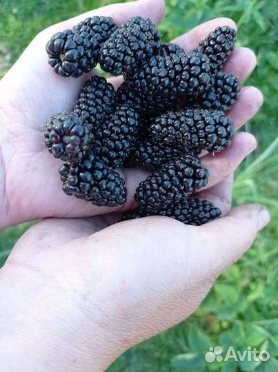 Ежевика Карака Блэк