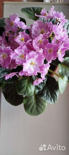 Фиалка комнатная