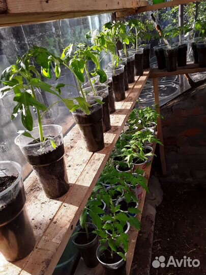 Рассада помидор