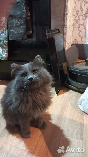 Случка кошки