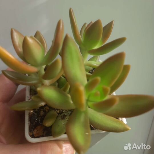 Седум Нуссбаумера