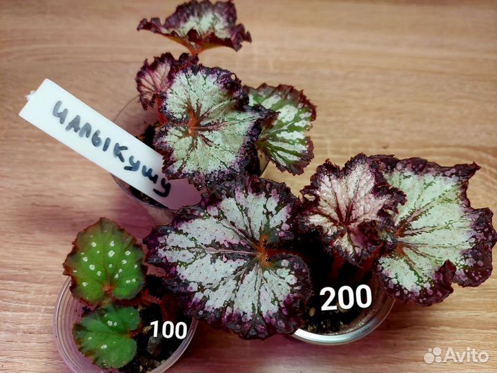 Бегония разные сорта