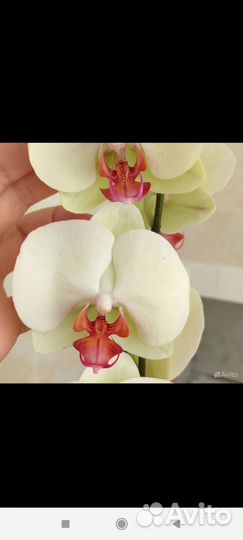 Орхидея
