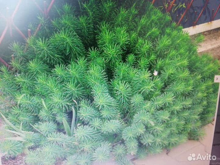 Молочай кипарисовидный