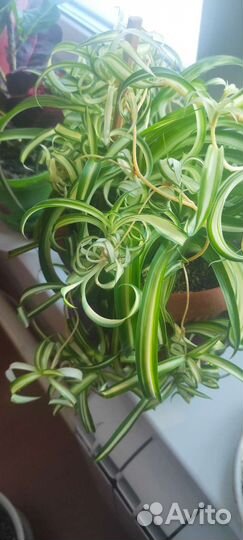 Хлорофитум кудрявый