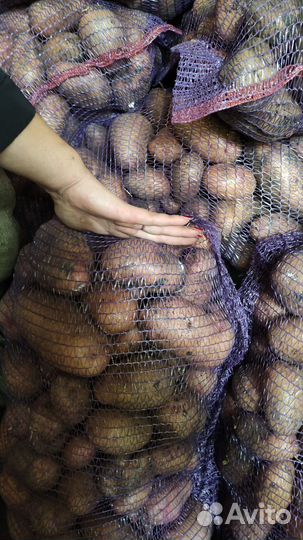 Продам картошку