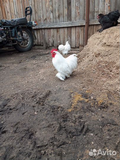 Продам петухов декоративных