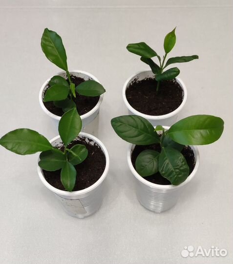 Апельсины слева, справа лимоны