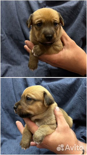 Щенки от собаки мелкой породы