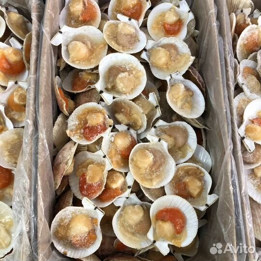 Гребешок на створке