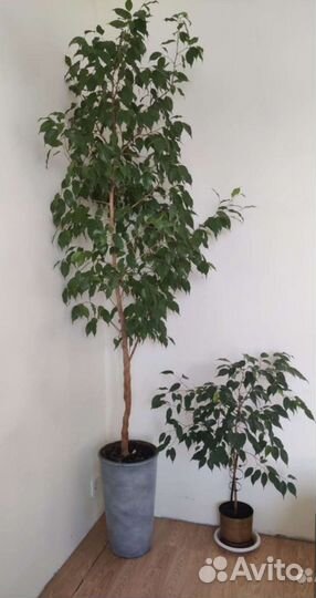 Фикус бенджамина Наташа Эластика