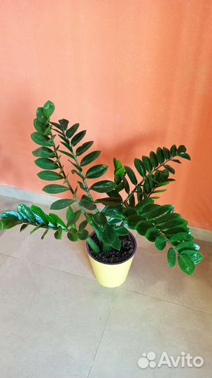 Замиокулькас