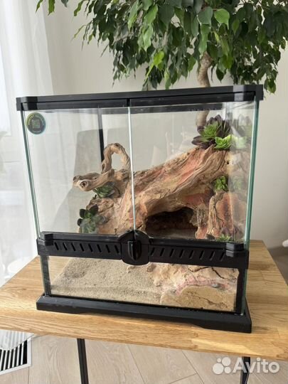 Террариум для эублефара бу