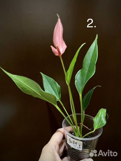 Антуриум Лили мини-сорт
