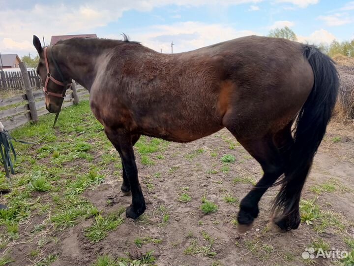 Продаю кобыл
