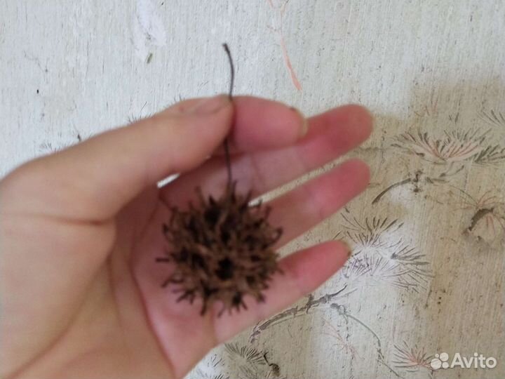 Шишки ликвидамбра смолоносного для декора