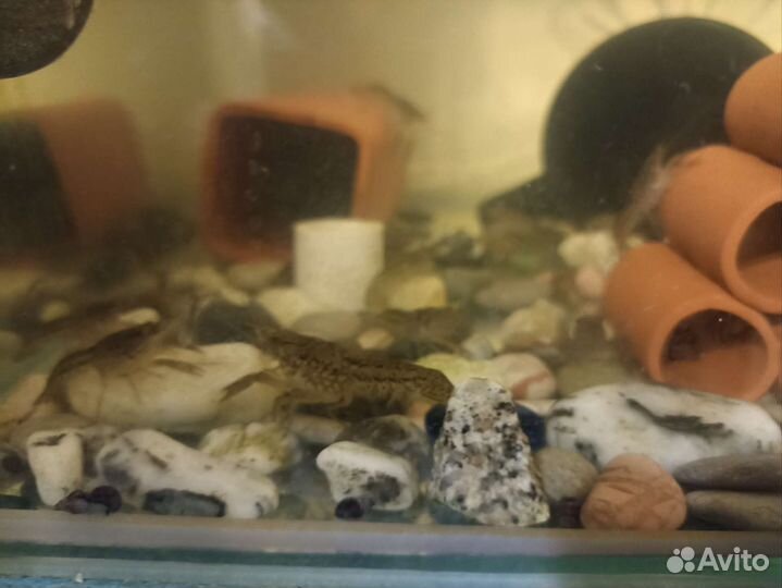 Мраморный рак