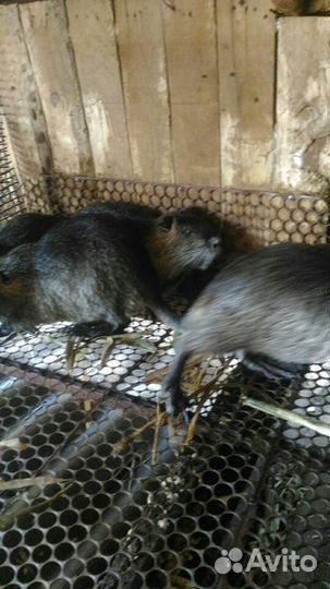 Нутрии молодняк