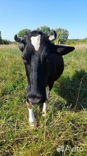 Коровы дойные молочные