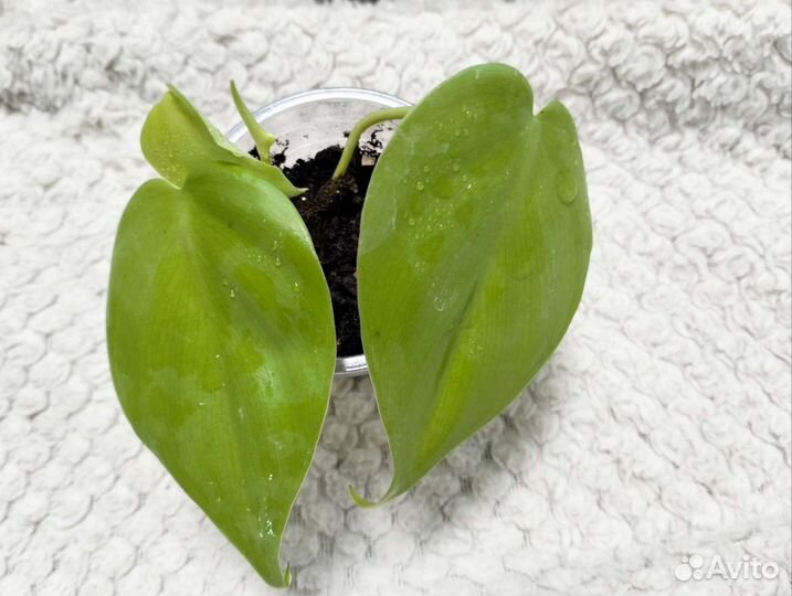 Комнатные растения списком