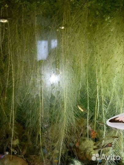 Аквариумное растение Пистия