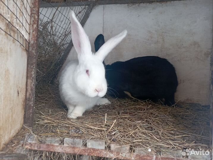 Кролики Самцы Ризин