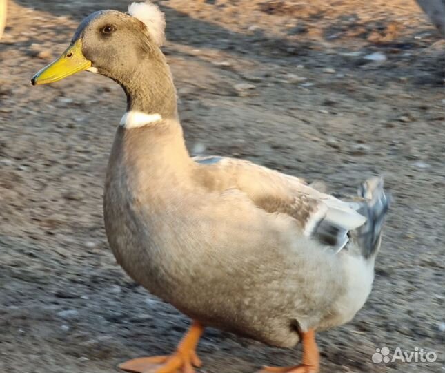 Утки башкирские