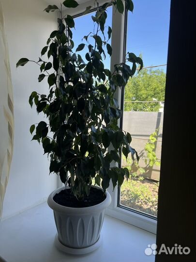 Фикус бенджамина