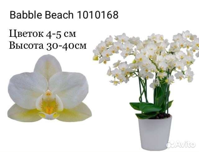 Подростки орхидей фаленопсисов