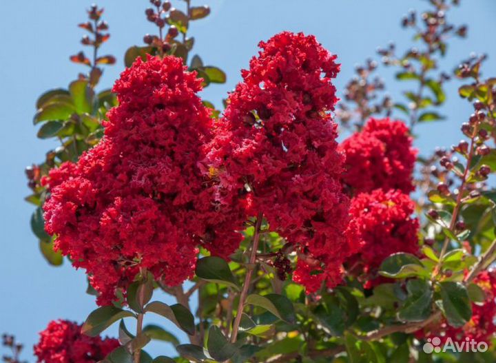 Лагерстремия