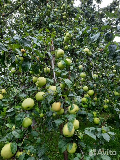 Продам антоновку со своего сада с доставкой