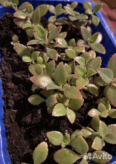 Каланхоэ отростки