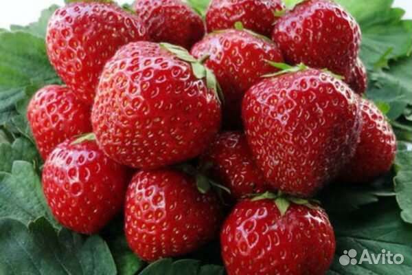 Рассада клубники купчиха Корона