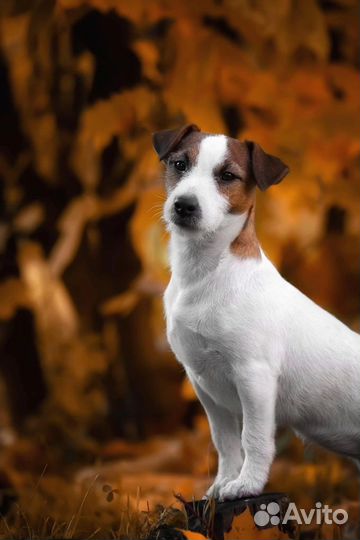 Щенок Джек Рассел терьер